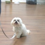 IMG_1672_thumb[2]